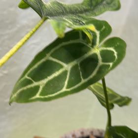Photo of the plant species Silver Blush by @DotsSpot named Anthurium Silver Blush x Dorayaki on Greg, the plant care app