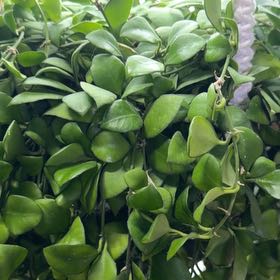 Photo of the plant species Hoya purpureofusca by @DotsSpot named Hoya Purple on Greg, the plant care app