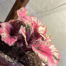Photo of the plant species Begonia 'Shadow King Pink' by @DotsSpot named Begonia Shadow King Pink on Greg, the plant care app
