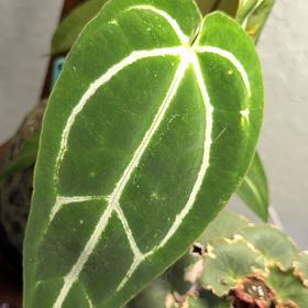 Photo of the plant species Anthurium crystallinum magnificum by @DotsSpot named Anthurium Crystal x Mag on Greg, the plant care app