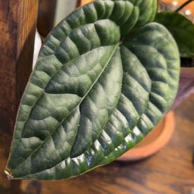 Photo of the plant species Anthurium Radicans x Luxurians by @DotsSpot named Anthurium Lux x Rad on Greg, the plant care app