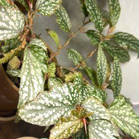 Photo of the plant species Begonia 'Ginny Galaxy' by @DotsSpot named Begonia Ginny Galaxy on Greg, the plant care app