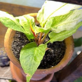 Photo of the plant species Snowdrift by @DotsSpot named Philodendron Snowdrift on Greg, the plant care app