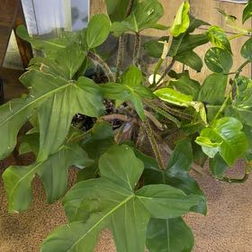 Photo of the plant species Philodendron Black Cardinal x Florida Beauty by @DotsSpot named Philodendron BC x FB on Greg, the plant care app