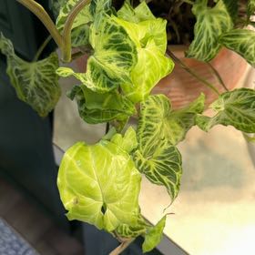 Photo of the plant species Creamsicle Arrowhead Plant by @DotsSpot named Syngonium Batik on Greg, the plant care app
