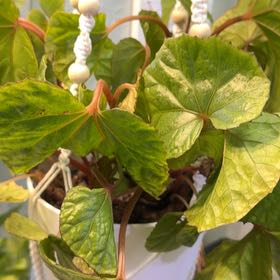 Photo of the plant species Spider Web Begonia by @DotsSpot named Begonia Spider Web on Greg, the plant care app