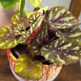Photo of the plant species Begonia 'Betsy' by @DotsSpot named Begonia Betsy on Greg, the plant care app
