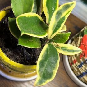 Photo of the plant species Hoya acuta 'Variegata' by @DotsSpot named Hoya Acuta Albo (Outer Variegated) on Greg, the plant care app