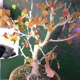 Photo of the plant species Petiolate Fig by @DotsSpot named Bonsai Fig on Greg, the plant care app