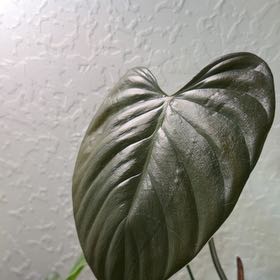 Photo of the plant species Anthurium superbum by @DotsSpot named Anthurium Superbum on Greg, the plant care app