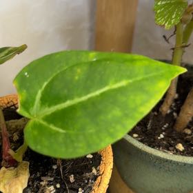 Photo of the plant species Red Anthurium by @DotsSpot named Anthurium Red Crystal on Greg, the plant care app