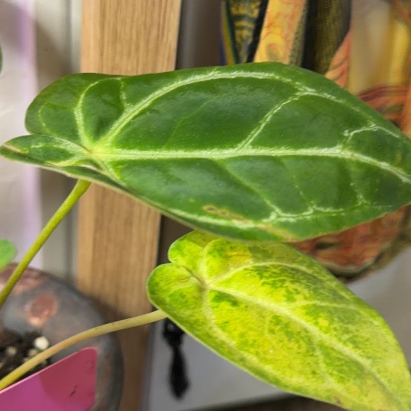 Photo of the plant species Papi X Gigi by @DotsSpot named Anthurium Papi x Gigi on Greg, the plant care app