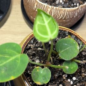 Photo of the plant species Red Anthurium by @DotsSpot named Anthurium Red Crystal on Greg, the plant care app