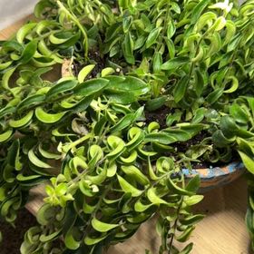 Photo of the plant species Variegated Lipstick Vine by @DotsSpot named Aeschynanthus Lipstick Mona Lisa on Greg, the plant care app