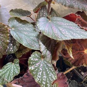 Photo of the plant species Begonia 'Pink Spot' by @DotsSpot named Begonia Pink Spot on Greg, the plant care app