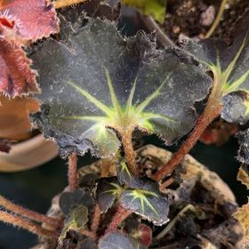Photo of the plant species Rhizo Begonia by @DotsSpot named Begonia Carol Knight on Greg, the plant care app