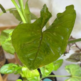 Photo of the plant species Creamsicle Arrowhead Plant by @DotsSpot named Syngonium Odora on Greg, the plant care app