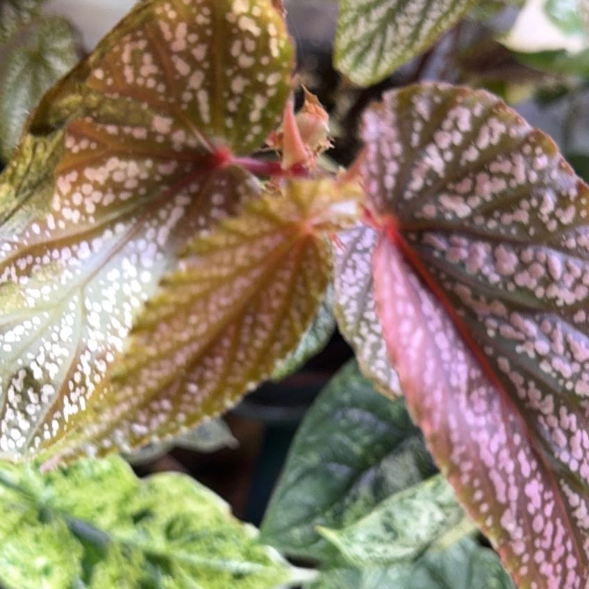 Photo of the plant species Begonia 'Pink Spot' by @DotsSpot named Begonia Pink Spot on Greg, the plant care app