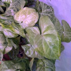 Photo of the plant species Creamsicle Arrowhead Plant by @DotsSpot named Syngonium Creamsicle on Greg, the plant care app