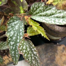 Photo of the plant species Begonia 'Ginny Galaxy' by @DotsSpot named Begonia Ginny Galaxy on Greg, the plant care app