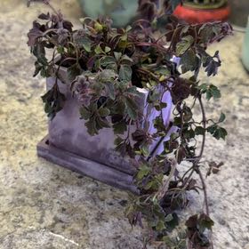 Photo of the plant species Purple Plush by @DotsSpot named Athena on Greg, the plant care app
