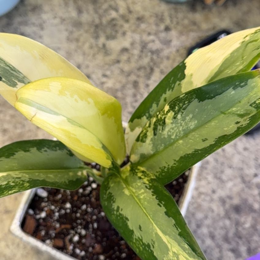 Photo of the plant species Suwannee Blue-eyed Grass by @DotsSpot named Aglaonema Suwannee on Greg, the plant care app