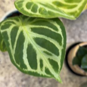Photo of the plant species Anthurium by @DotsSpot named Anthurium Silver Blush on Greg, the plant care app