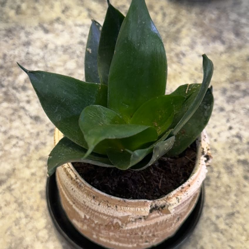 Photo of the plant species Black Jade Snake Plant by @DotsSpot named Sansaveria on Greg, the plant care app