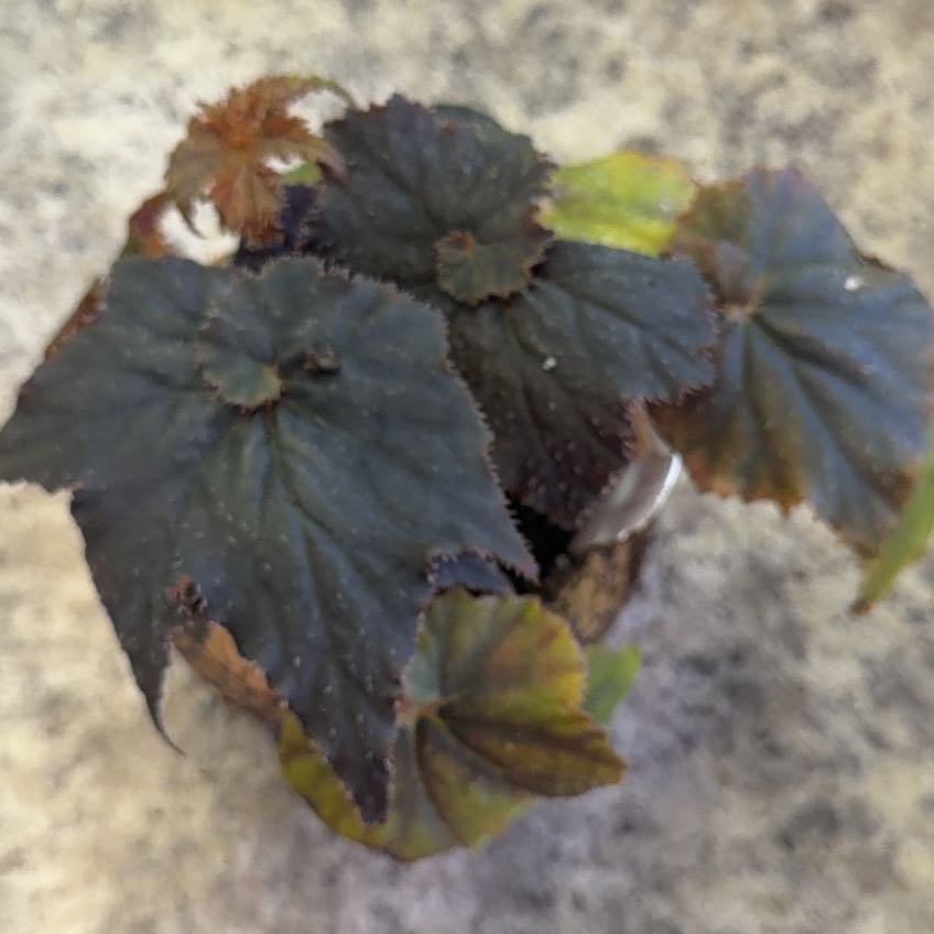 Photo of the plant species Begonia 'Florida Hybrid' by @DotsSpot named Begonia Florida Hybrid on Greg, the plant care app