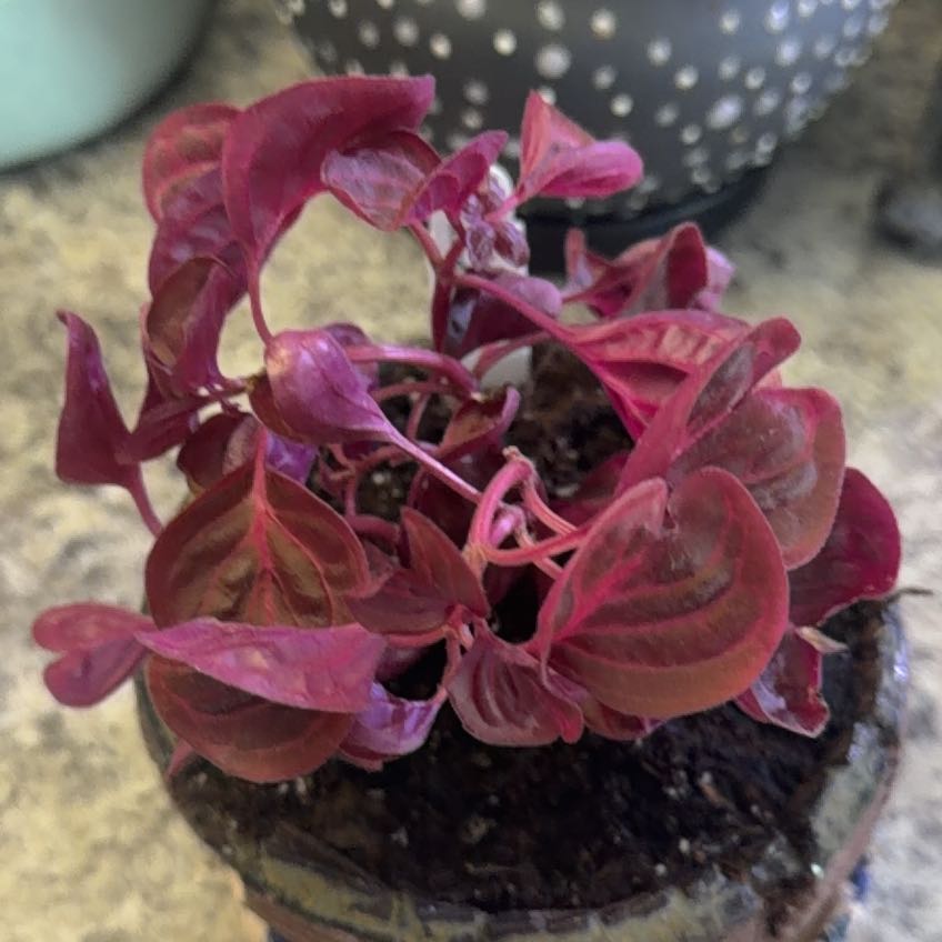 Photo of the plant species Bloodleaf by @DotsSpot named Irisine Herbstii on Greg, the plant care app