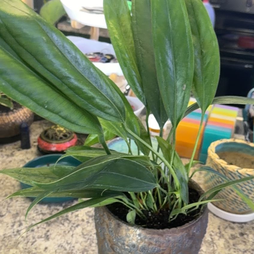 Photo of the plant species Anthurium bakeri by @DotsSpot named Anthurium Bakeri on Greg, the plant care app