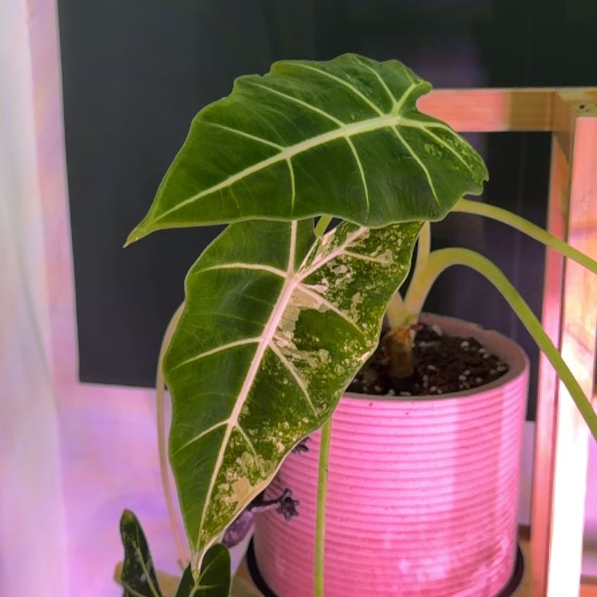 Photo of the plant species Variegated Frydek by @DotsSpot named Alocasia Frydek Variegated on Greg, the plant care app