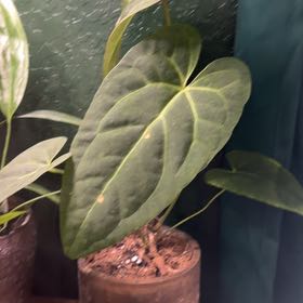 Photo of the plant species Anthurium Red Crystal by @DotsSpot named Anthurium Red Crystal on Greg, the plant care app