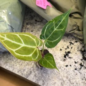 Photo of the plant species Anthurium Crystallinum 'Red' by @DotsSpot named Anthurium Crystal x Silver x Mag on Greg, the plant care app