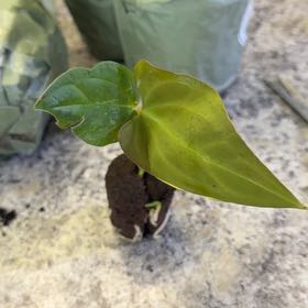 Photo of the plant species Anthurium papillaminum by @DotsSpot named Anthurium Papi x Hulk on Greg, the plant care app