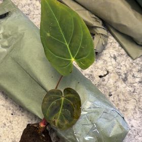 Photo of the plant species Anthurium Hybrid by @DotsSpot named Anthurium Guna x Yala on Greg, the plant care app