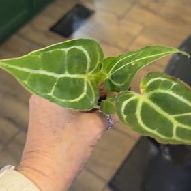 Photo of the plant species Anthurium Crystallinum Turtle by @DotsSpot named Anthurium Crystal Turtle on Greg, the plant care app