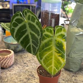 Photo of the plant species Anthurium by @DotsSpot named Anthurium Silver Hope on Greg, the plant care app