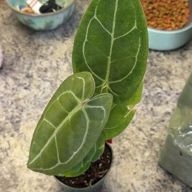 Photo of the plant species Anthurium Velvet Shadow X Hoffmanii X by @DotsSpot named Anthurium Velvet Hulk Moira on Greg, the plant care app