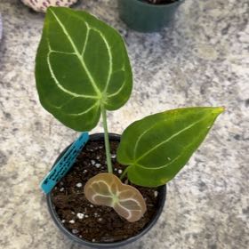 Photo of the plant species Anthurium Xenomorph by @DotsSpot named Anthurium Xeno on Greg, the plant care app