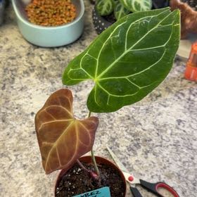 Photo of the plant species Anthurium besseae aff. by @DotsSpot named Anthurium Besseae on Greg, the plant care app