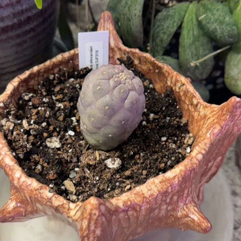 Photo of the plant species Tephrocactus geometricus by @DotsSpot named Cactus on Greg, the plant care app