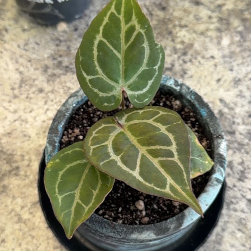 Photo of the plant species Anthurium by @DotsSpot named Anthurium Black Crystal Mag/Zara Michelle on Greg, the plant care app