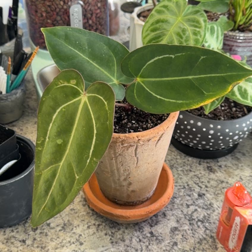 Photo of the plant species Anthurium TALL Moodeam xx Barry Blue Velvet by @DotsSpot named Anthurium T.A.L.L. on Greg, the plant care app