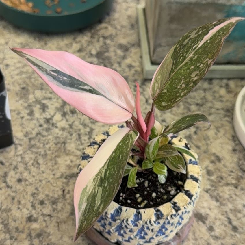 Photo of the plant species Pink Princess Galaxy by @DotsSpot named Philodendron PP Galaxy on Greg, the plant care app