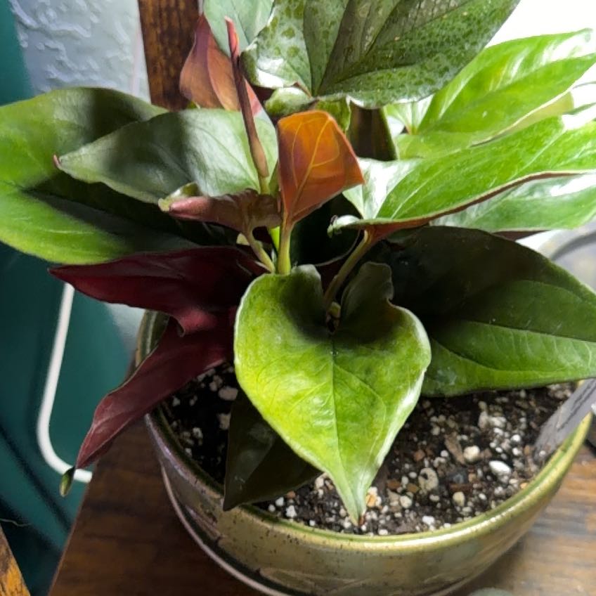 Photo of the plant species Syngonium Erythrophyllum by @DotsSpot named Syngonium Llano-Carti Road on Greg, the plant care app