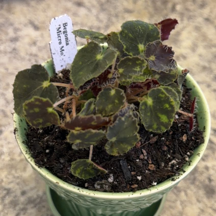 Photo of the plant species Begonia Micro Mo by @DotsSpot named Begonia Micro Mo on Greg, the plant care app