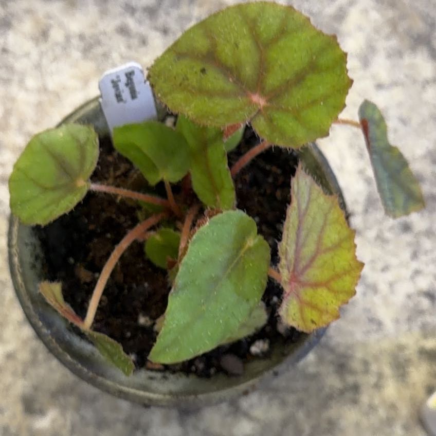 Photo of the plant species Begonia Jovian by @DotsSpot named Begonia Jovian on Greg, the plant care app