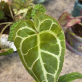 Photo of the plant species Anthurium Red Crystal by @DotsSpot named Anthurium Red Crystal on Greg, the plant care app