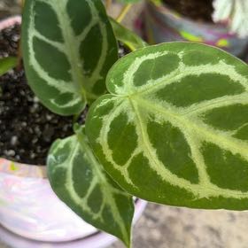 Photo of the plant species Anthurium by @DotsSpot named Anthurium Silver Blush on Greg, the plant care app